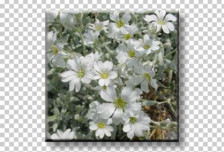 Moss Phlox Garden Perennial Plant Snow-in-summer PNG, Clipart,  Free PNG Download