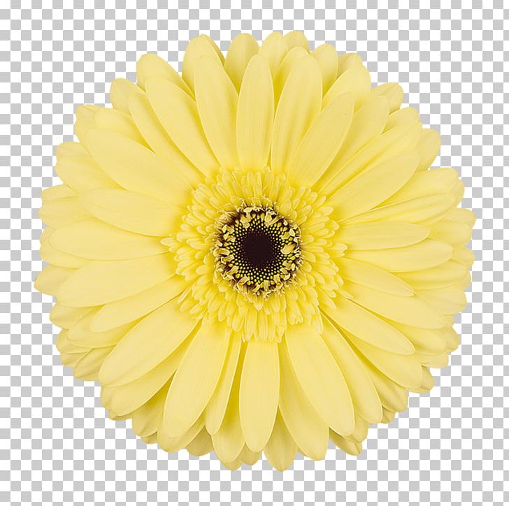 Transvaal Daisy Cut Flowers Chrysanthemum Yellow PNG, Clipart, Android, Christchurch, Chrysanthemum, Chrysanths, Cut Flowers Free PNG Download