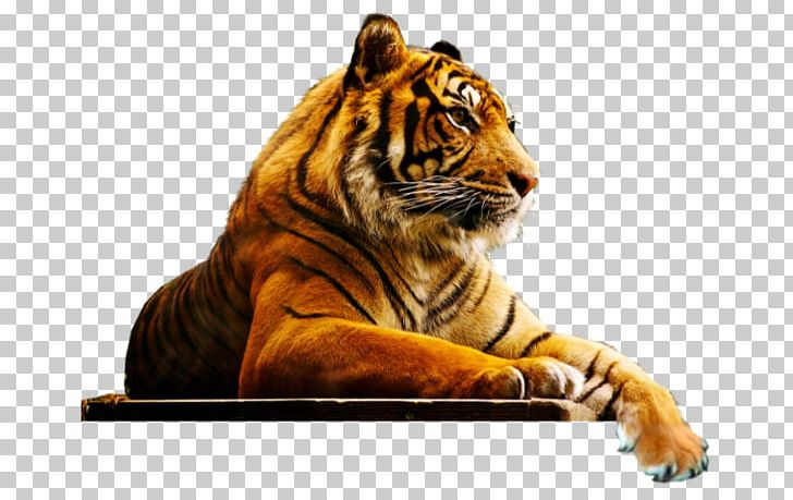 4K Resolution Ultra-high-definition Television YouTube LED-backlit LCD PNG, Clipart, 4k Resolution, Animal, Big Cats, Carnivoran, Cat Like Mammal Free PNG Download