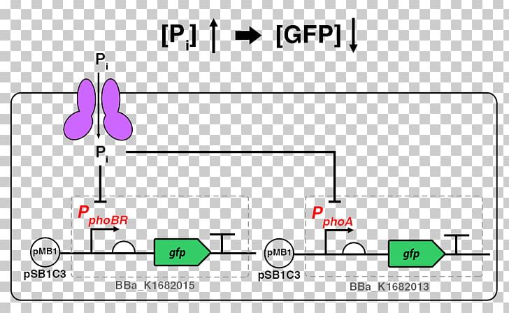 International Genetically Engineered Machine Phosphorus E. Coli Phosphate Green Fluorescent Protein PNG, Clipart, Angle, Biosensor, Communication, Component, Component Diagram Free PNG Download