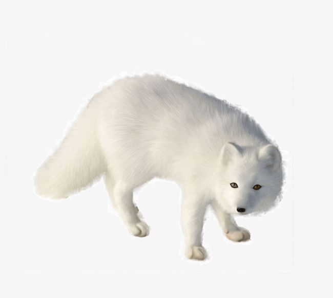 White Fox PNG, Clipart, Animal, Animals, Arctic, Arctic Fox, Biological Free PNG Download