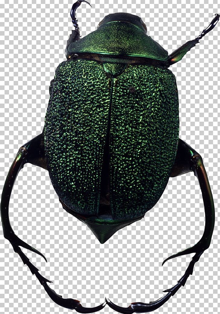 Bugs PNG, Clipart, Bugs Free PNG Download