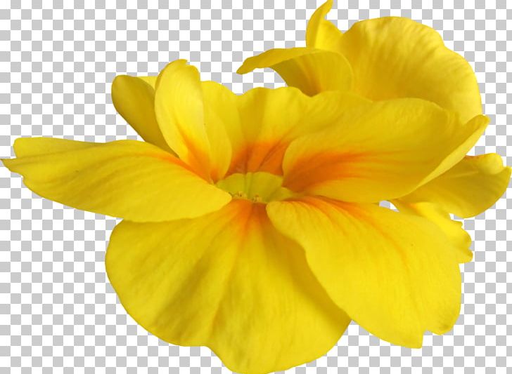 Cut Flowers Yellow PNG, Clipart, Blume, Cut Flowers, Desktop Wallpaper, Digital Image, Drawing Free PNG Download