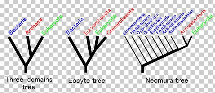 Eocyte Hypothesis Neomura Common Descent Evolution Gram-positive Bacteria PNG, Clipart, Ancestor, Angle, Area, Biology, Brand Free PNG Download