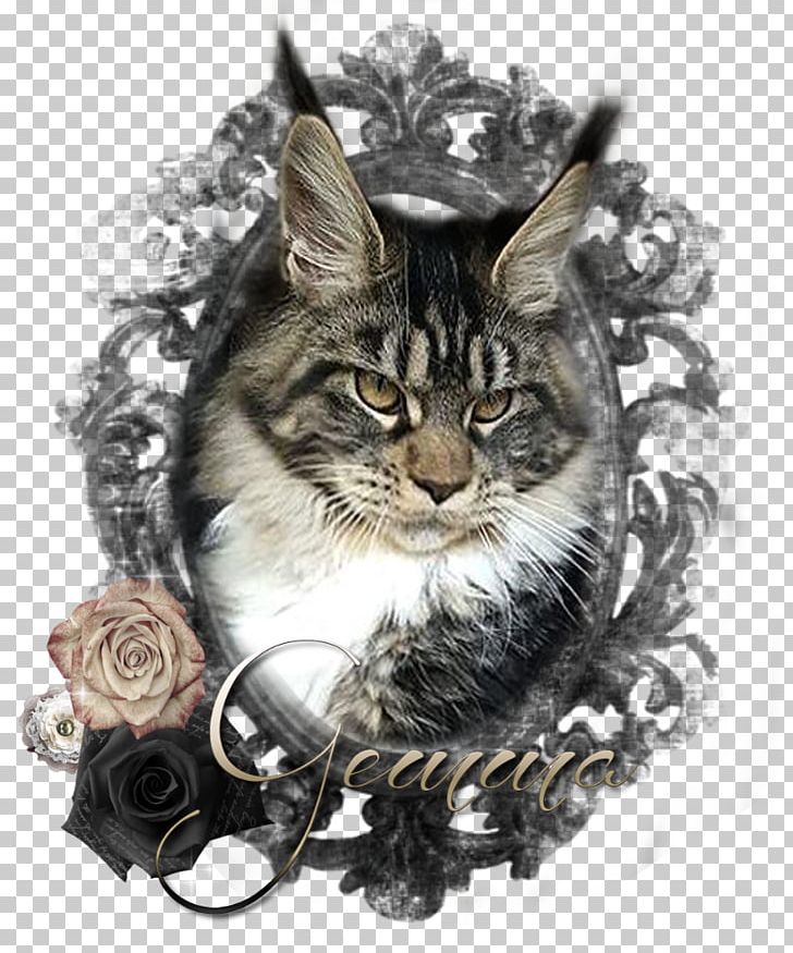 Maine Coon Whiskers Tabby Cat Raccoon PNG, Clipart, Agaccedil, Animals, Carnivoran, Cat, Cat Like Mammal Free PNG Download