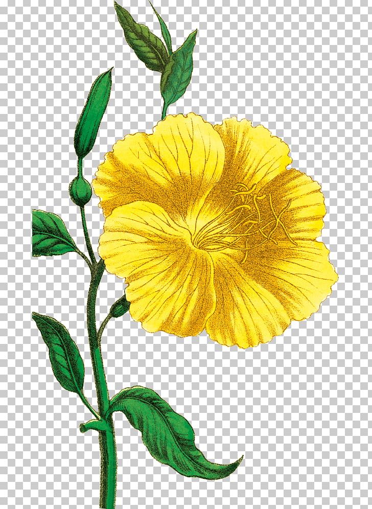 Plant Common Evening-primrose PNG, Clipart, Annual Plant, Botanical Illustration, Botany, Common Eveningprimrose, Evening Primrose Free PNG Download