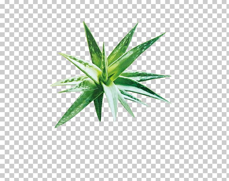 Aloe Vera Gel Plant PNG, Clipart, Agave, Aloe, Aloe Juice, Aloe Vera, Background Green Free PNG Download