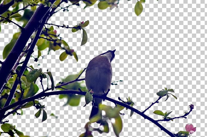 Bird Tree Euclidean PNG, Clipart, Animals, Beak, Bird, Bird Cage, Birds Free PNG Download