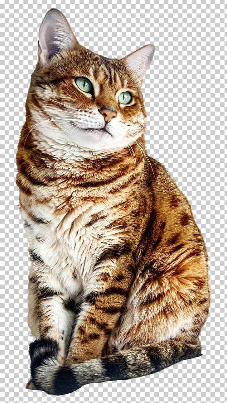 Dragon Li Bengal Cat American Shorthair American Bobtail European Shorthair PNG, Clipart, American Bobtail, American Shorthair, American Wirehair, Animals, Asian Free PNG Download