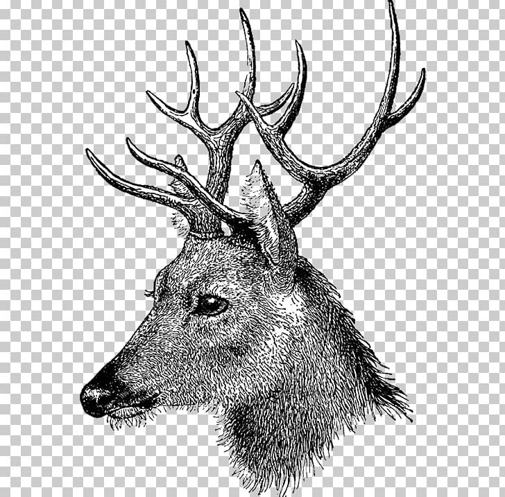 Drawing Elk Mixed Media Deer PNG, Clipart, Animals, Antler, Art, Artist, Black And White Free PNG Download
