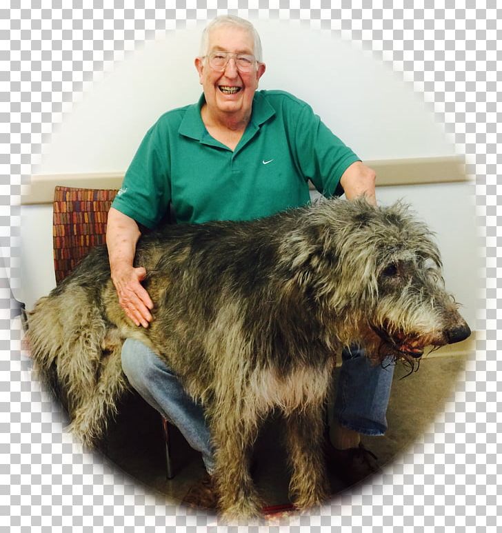 Glen Scottish Deerhound Irish Wolfhound Bearded Collie Dog Breed PNG, Clipart, Animal, Bearded Collie, Breed, Cancer, Cancer Patient Free PNG Download