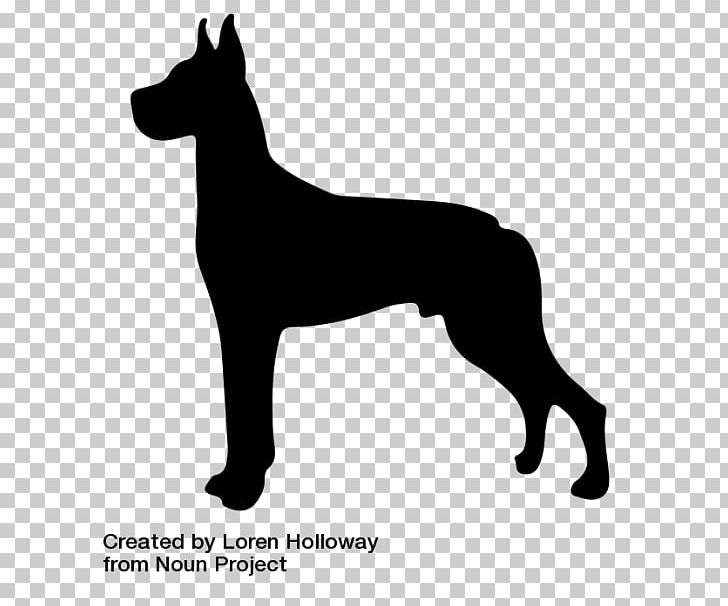 Great Dane Shetland Sheepdog Dog Breed Giant Schnauzer Dobermann PNG, Clipart, Animal, Animals, Black, Black And White, Blue Merle Free PNG Download