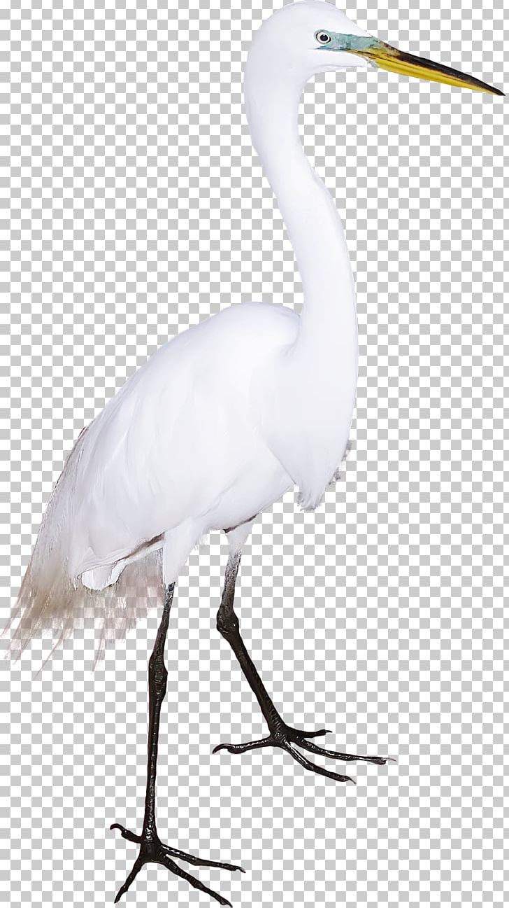 Great Egret Bird Crane Cygnini Flamingos PNG, Clipart, Animals, Ardea, Beak, Black White, Ciconia Free PNG Download