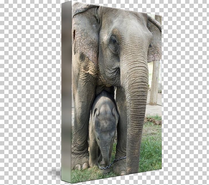Indian Elephant African Elephant Tusk Gallery Wrap Elephants In Thailand PNG, Clipart, African Elephant, Animal, Art, Canvas, Elephant Free PNG Download