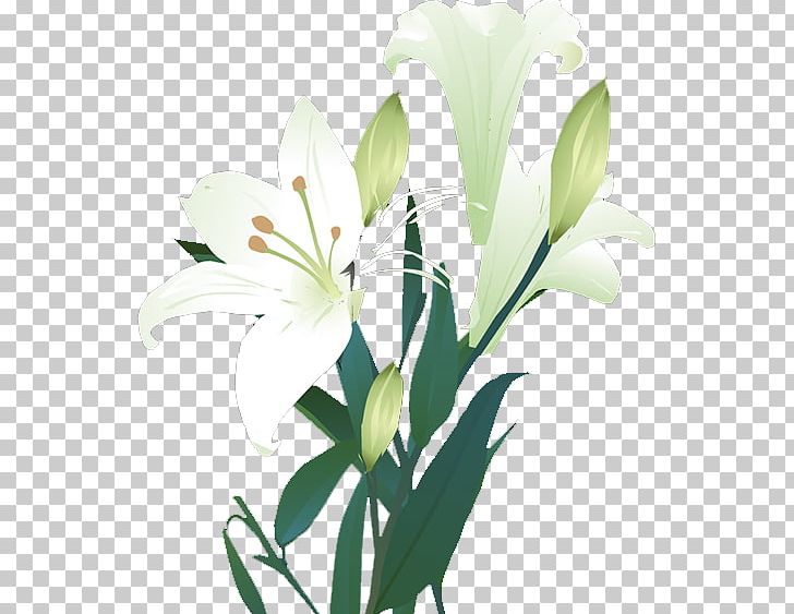 Lilium Landscape Gratis Euclidean PNG, Clipart, Calla Lily, Cut Flowers, Decoration, Download, Flora Free PNG Download