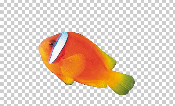 Ornamental Fish PNG, Clipart, Animals, Aquarium, Christmas Ornament, Christmas Ornaments, Computer Wallpaper Free PNG Download