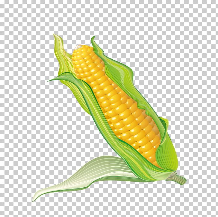 Corn On The Cob Popcorn Maize PNG, Clipart, Baogu, Cartoon, Cartoon Corn, Caryopsis, Commodity Free PNG Download