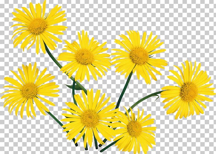 Flower PNG, Clipart, Annual Plant, Blume, Camomile, Chamaemelum Nobile, Chrysanthemum Coronarium Free PNG Download