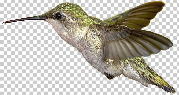 Hummingbird PNG, Clipart, Beak, Beija Dlor, Bird, Blog, Fauna Free PNG Download