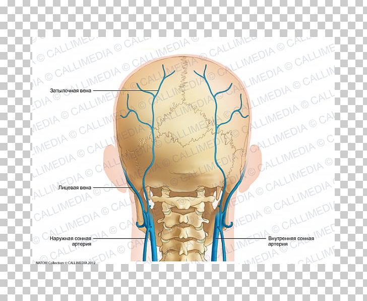 Occipital Artery Anatomy