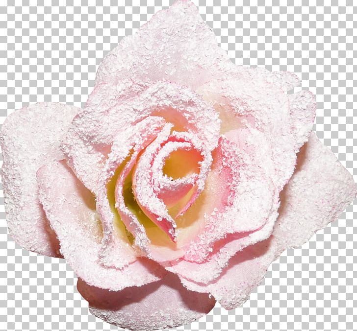 Still Life: Pink Roses Garden Roses Yandex Google S PNG, Clipart, Closeup, Cut Flowers, Flower, Flowering Plant, Flowers Free PNG Download