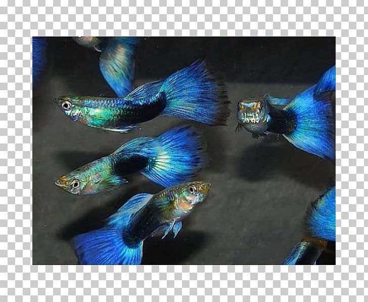 Guppy Ornamental Fish Aquarium Neon Tetra PNG, Clipart, Animals, Aquarium, Beak, Blue, Cobalt Blue Free PNG Download