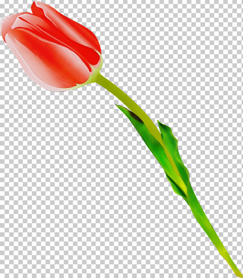 Tulip Flower Plant Pedicel Cut Flowers PNG, Clipart, Bud, Cut Flowers, Flower, Lily Family, Paint Free PNG Download