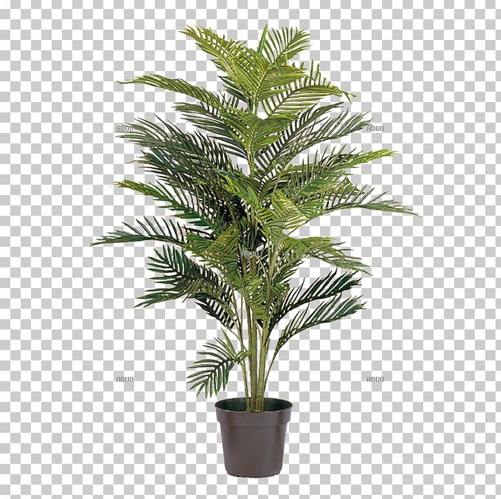 Areca Palm Arecaceae Howea Forsteriana Tree Plant PNG, Clipart ...