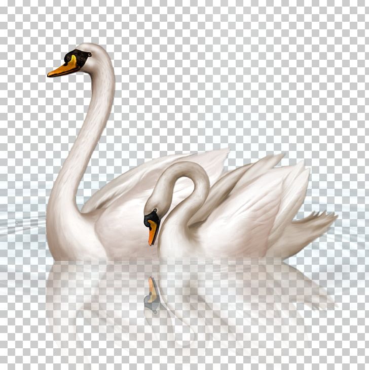 Black Swan PNG, Clipart, Animals, Beak, Bird, Black Swan, Clip Art Free PNG Download
