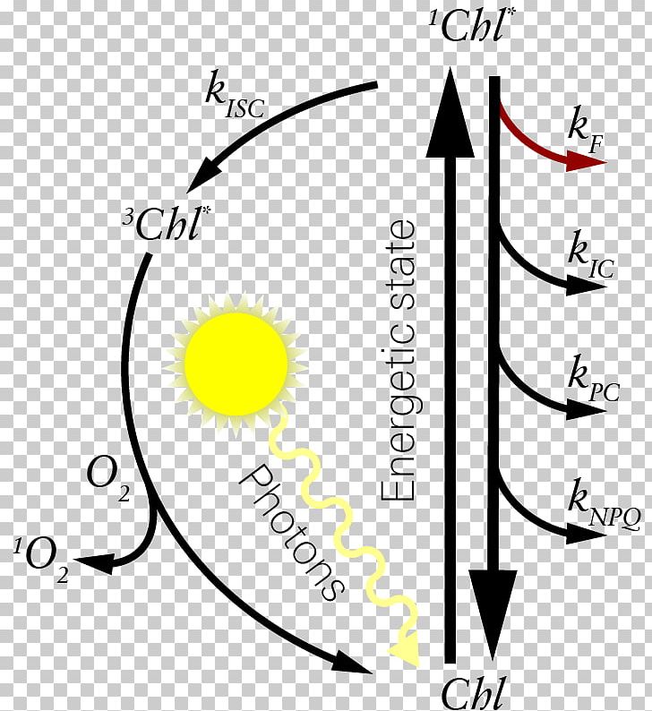 Chlorophyll Fluorescence Singlet State Non-photochemical Quenching PNG, Clipart, Angle, Area, Art, Black, Black And White Free PNG Download