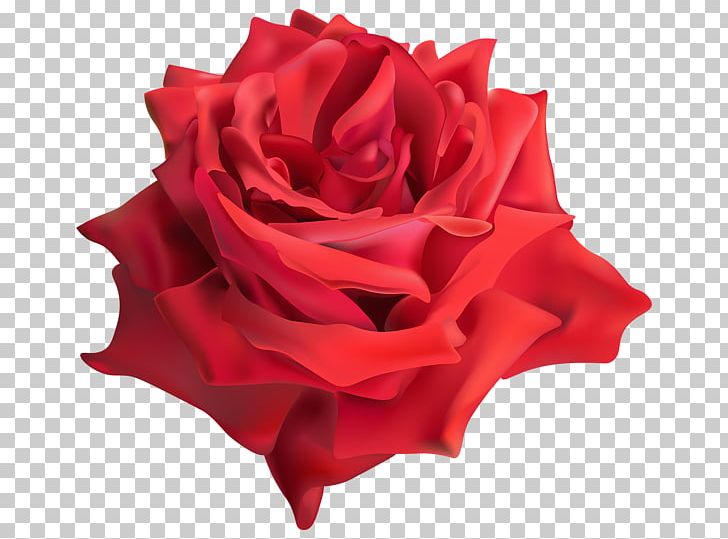 Rose PNG, Clipart, Rose Free PNG Download