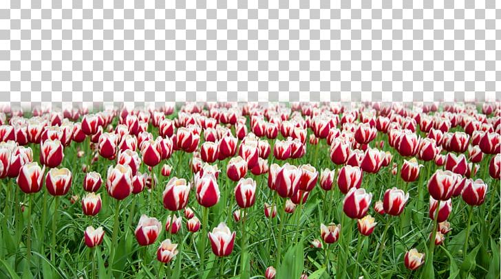 Tulip Flower Mattress Designer PNG, Clipart, Designer, Field, Floristry, Flower, Flower Bouquet Free PNG Download