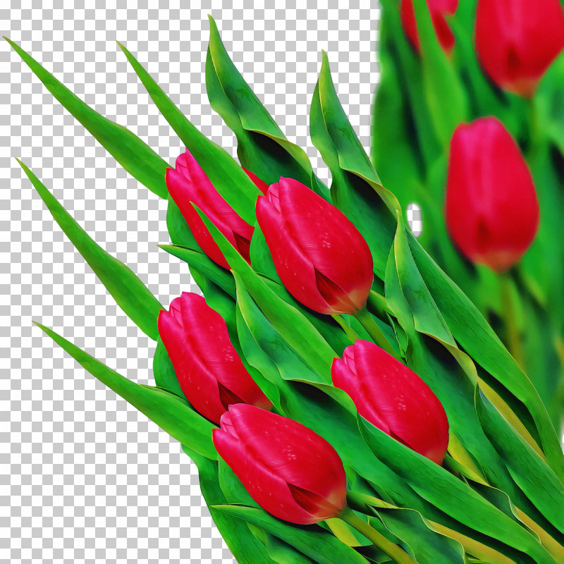Spring PNG, Clipart, Bud, Cut Flowers, Flower, Lily Family, Petal Free PNG Download