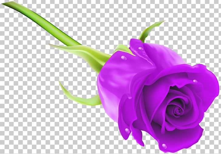 Rose Purple PNG, Clipart, Blue, Blue Rose, Clipart, Closeup, Computer Wallpaper Free PNG Download
