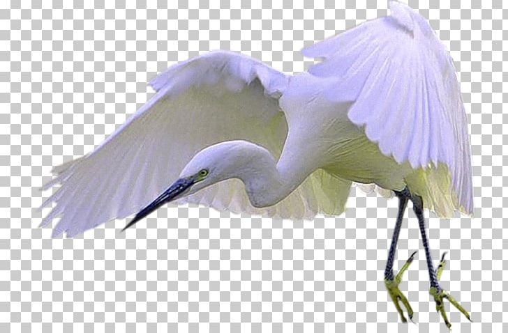 Bird Great Egret Crane Cygnini PNG, Clipart, Animaatio, Animals, Beak, Bird, Blog Free PNG Download