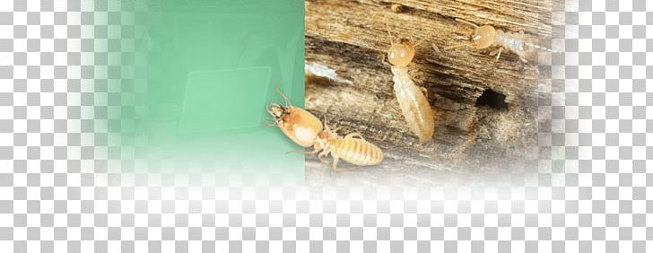 Insect Pest PNG, Clipart, Animals, Control, Honolulu, Insect, Invertebrate Free PNG Download