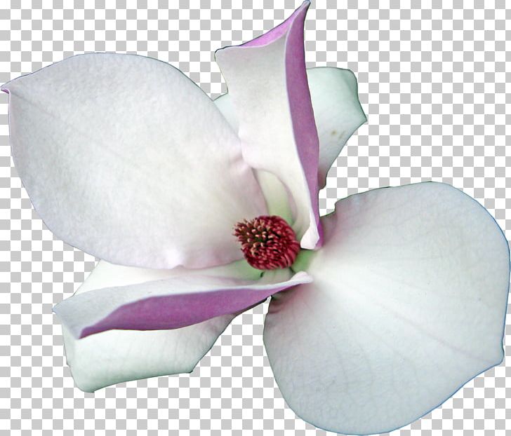 Magnolia Flowering Plant PNG, Clipart, Archive File, Clip Art, Cut Flowers, Flower, Flowering Plant Free PNG Download