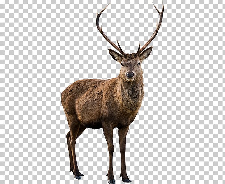 Red Deer Moose Roe Deer White-tailed Deer PNG, Clipart, Animals, Antler, Biggame Hunting, Deer, Deer Of Great Britain Free PNG Download