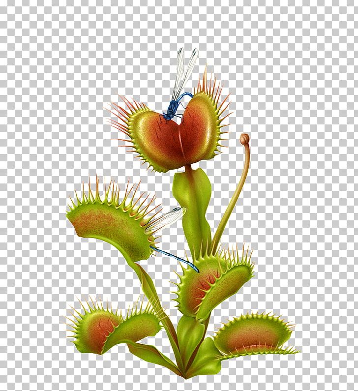 Sarracenia Purpurea Venus Flytrap Carnivorous Plant Botanical Illustration Illustration PNG, Clipart, Botany, Carnivore, Curtiss Botanical Magazine, Dimensional, Drawing Free PNG Download