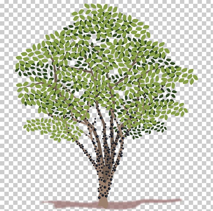 Tree PNG, Clipart, Blog, Branch, Computer Icons, Download, Drawing Free PNG Download