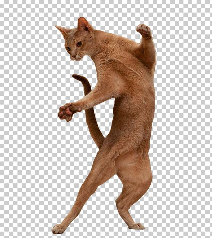Burmese Cat Dance Portable Network Graphics GIF PNG, Clipart, Animation, Carnivoran, Cat, Cat Like Mammal, Dance Free PNG Download
