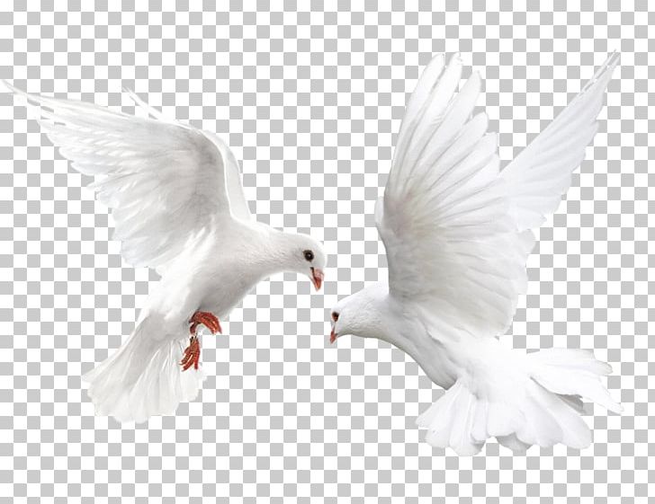 Columbidae Bird White-headed Pigeon Metallic Pigeon Domestic Pigeon PNG, Clipart, Animal, Animals, Background White, Beak, Black Free PNG Download