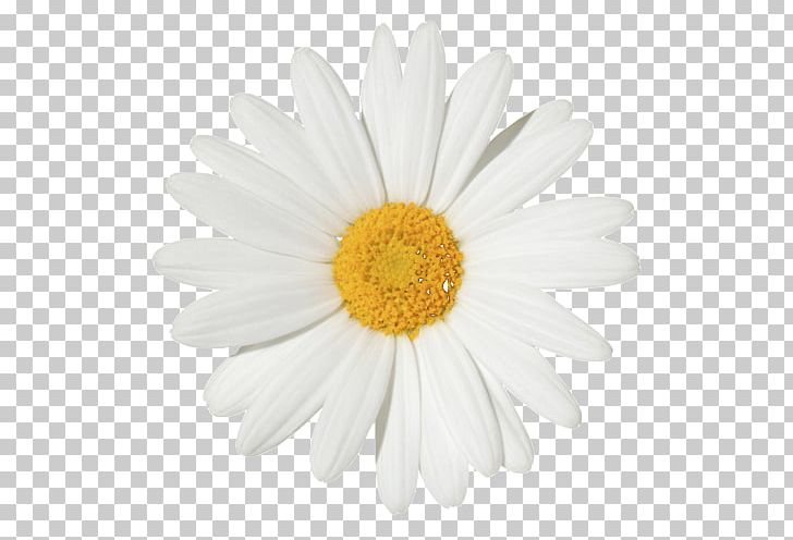 Common Daisy Flower Chamomile Stock Photography PNG, Clipart, Aster, Birth Flower, Chamaemelum Nobile, Chrysanths, Common Daisy Free PNG Download