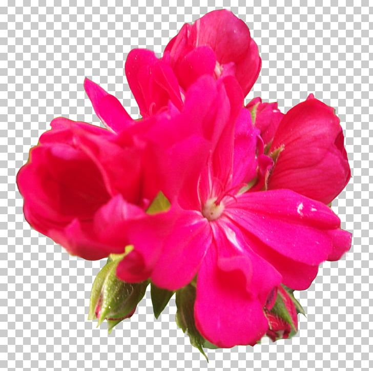 Crane's-bill Four O'clocks Marvel-of-peru Cut Flowers Annual Plant PNG, Clipart,  Free PNG Download