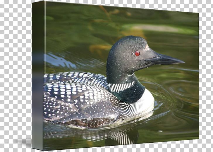 Goose Seaducks Fauna Pond PNG, Clipart, Animals, Beak, Bird, Duck, Ducks Geese And Swans Free PNG Download
