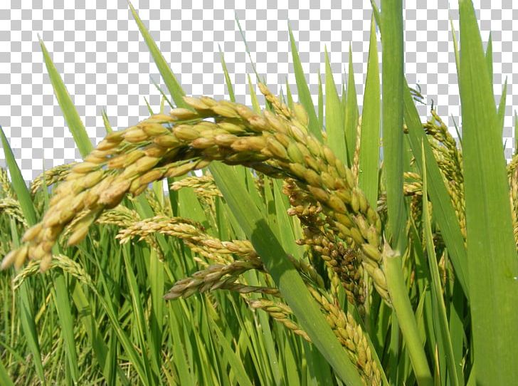 Rice Oryza Sativa PNG, Clipart, Agriculture, Brown Rice, Bumper, Caryopsis, Cereal Free PNG Download