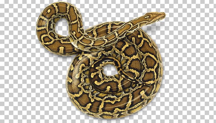 Snake Burmese Python Python Molurus Reptile PNG, Clipart, Burmese Python, Hognose Snake, Information, King Cobra, Metal Free PNG Download