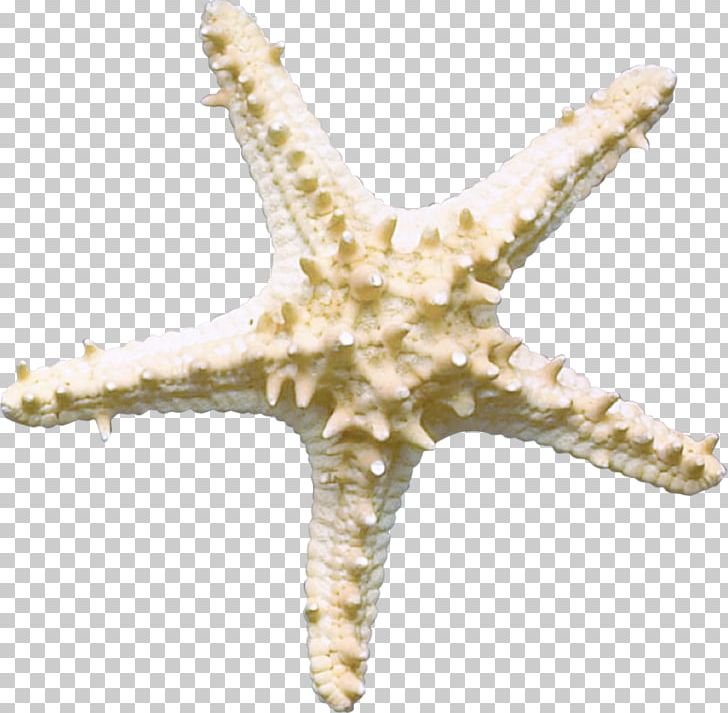 Starfish Sea Underwater Organism PNG, Clipart, Advertising, Algae, Animals, Decorative Pattern, Echinoderm Free PNG Download