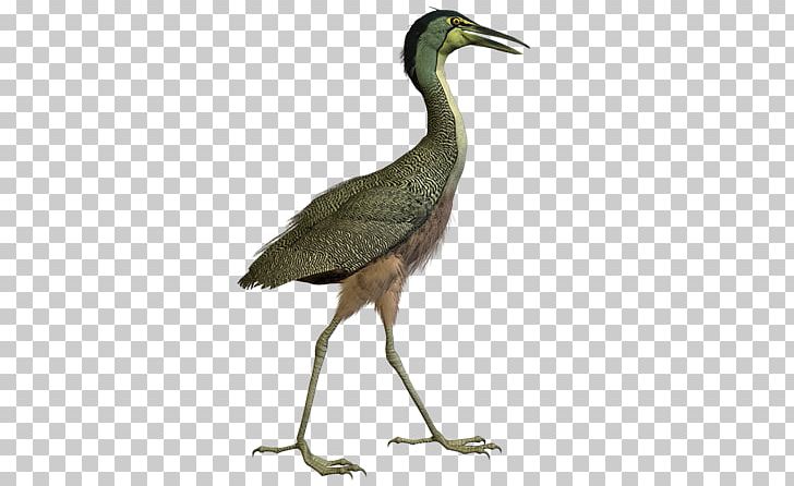 Bird Crane Ciconia Great Herons PNG, Clipart, Animal, Aves, Beak, Bird, Ciconia Free PNG Download
