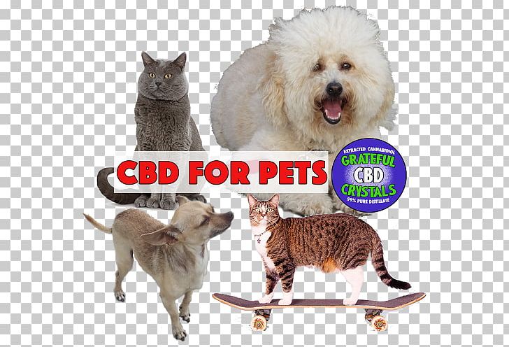 Cat Dog Breed Cannabidiol Cannabinoid PNG, Clipart, Animals, Cannabidiol, Cannabinoid, Cannabinoid Receptor Type 1, Cannabinoid Receptor Type 2 Free PNG Download